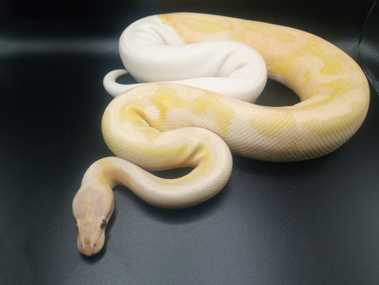 Dreamsicle Ball Python by Old Troy City Reptiles