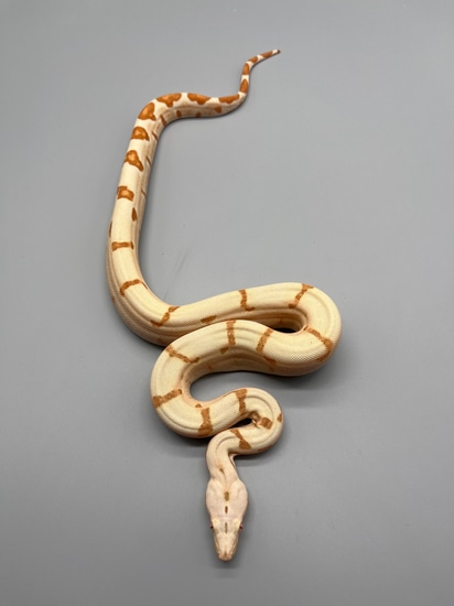 2024 F Poss Super Hypo Kahl Albino Boa Constrictor by Northwest Terraria