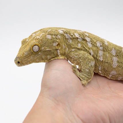 Moro Leachianus Sub-adult Leachianus Gecko