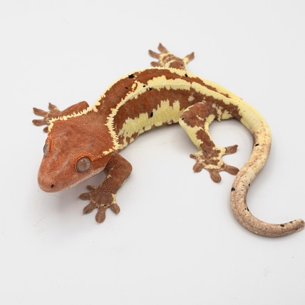 Red Frappuccino Crested Gecko