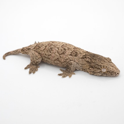 Moro Leachianus Baby Leachianus Gecko