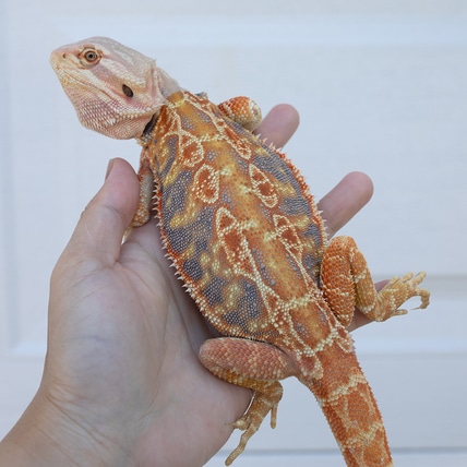 Hypo Tiger Leatherback - Female Central Bearded Dragon