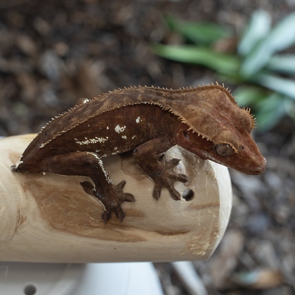 Phantom Portholes Crested Gecko