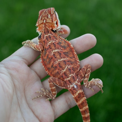 Hypo 1/4 Red Monster Central Bearded Dragon