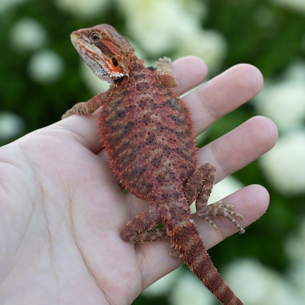 1/4 Red Monster - Rich Darker Color Central Bearded Dragon
