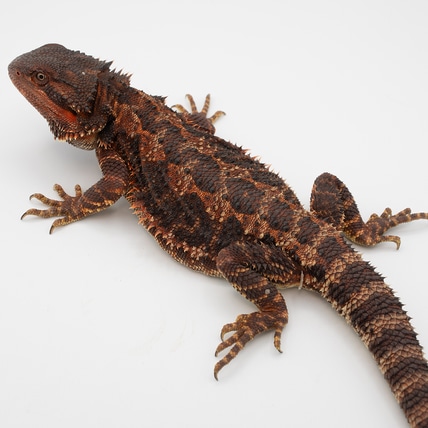 100% Red Monster Double Het Central Bearded Dragon