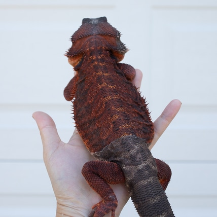 100 % Red Monster Central Bearded Dragon