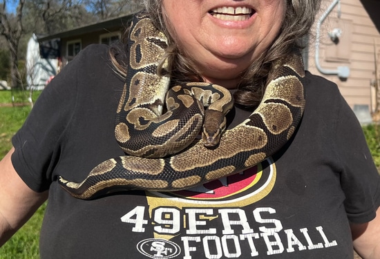 Normal Adult Female Ball Python by Gold Country Snakes