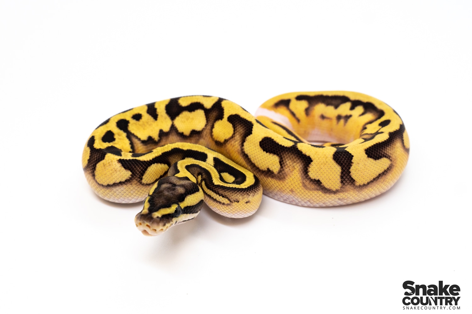 Pastel Enchi Pied Ball Python by Snake Country MorphMarket