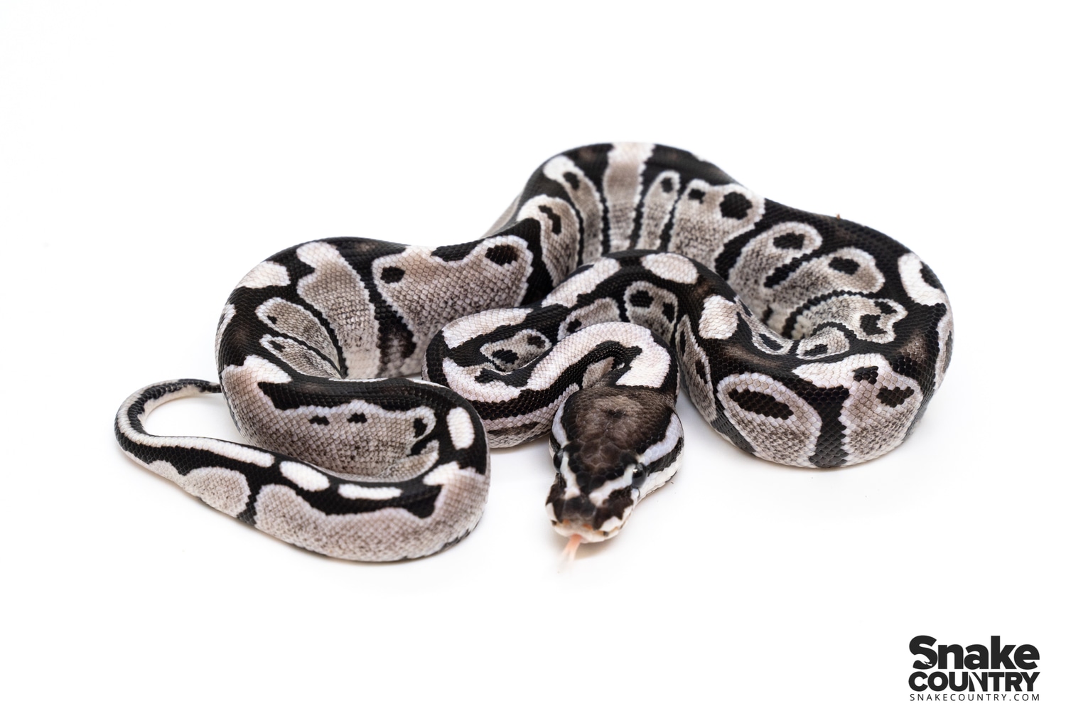 TSK Axanthic Pastel Ball Python by Snake Country - MorphMarket