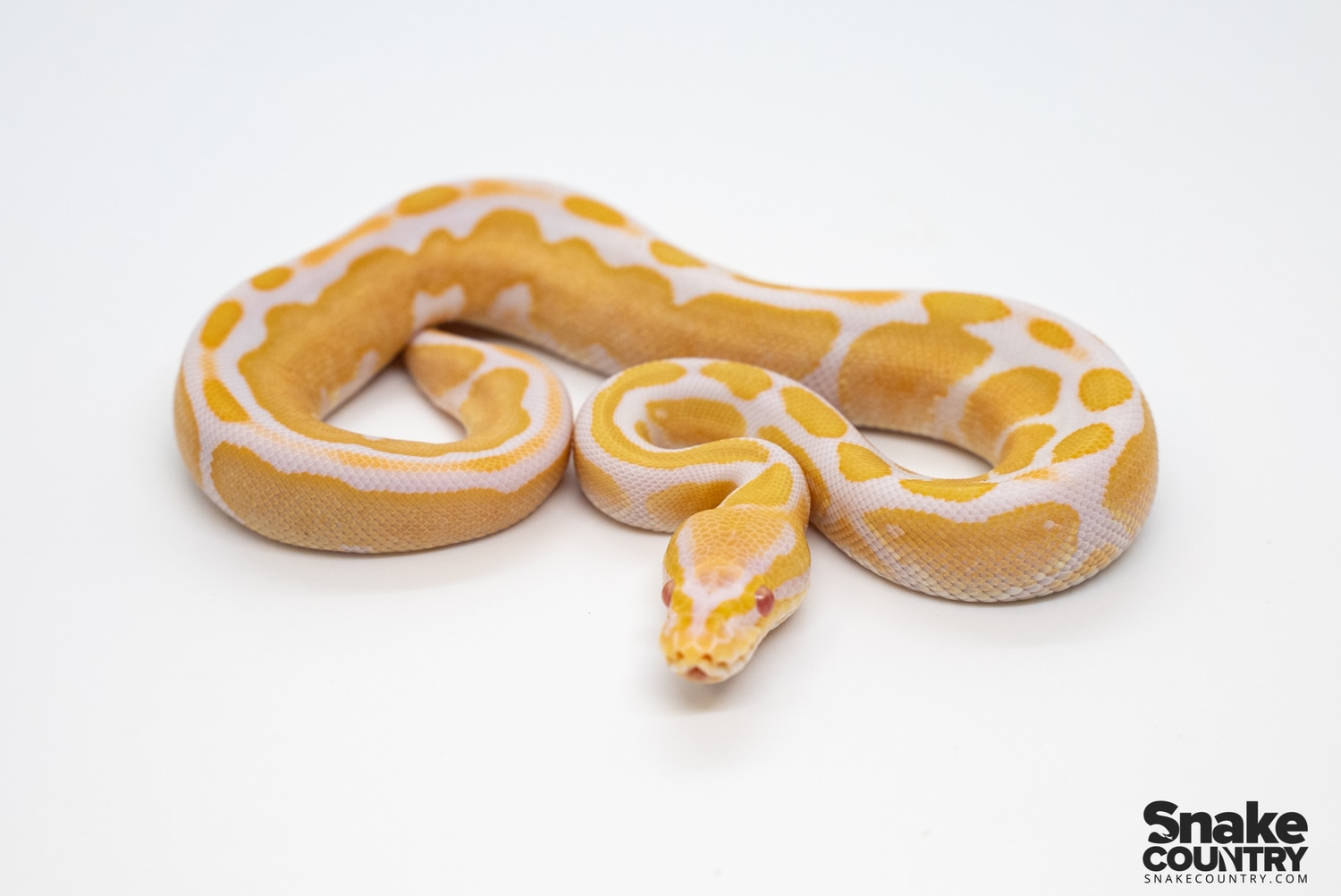 Albino Calico Ball Python by Snake Country - MorphMarket