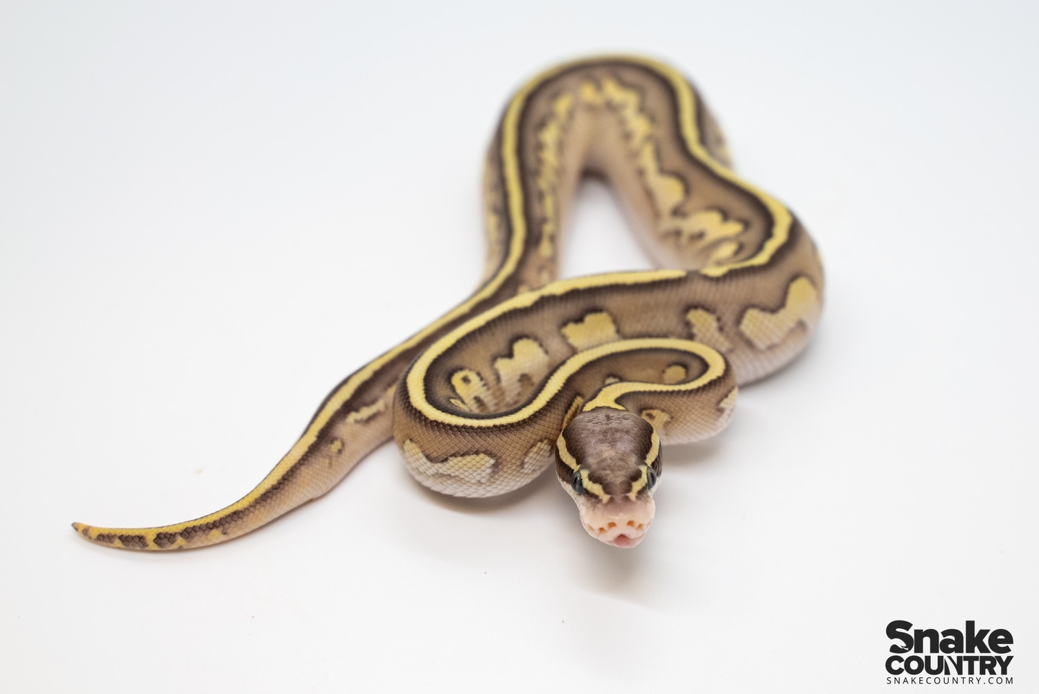 Fire Lesser Pastel Ball Python by Snake Country - MorphMarket