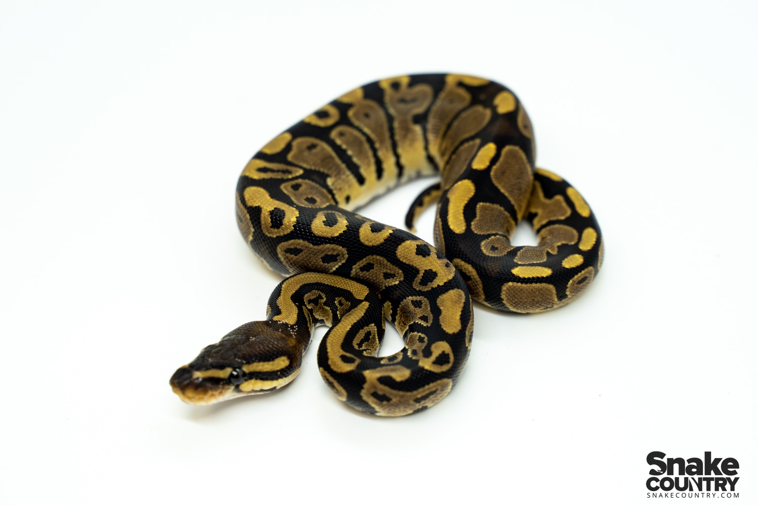 Normal Het Pied 66% Het Ghost Ball Python by Snake Country - MorphMarket