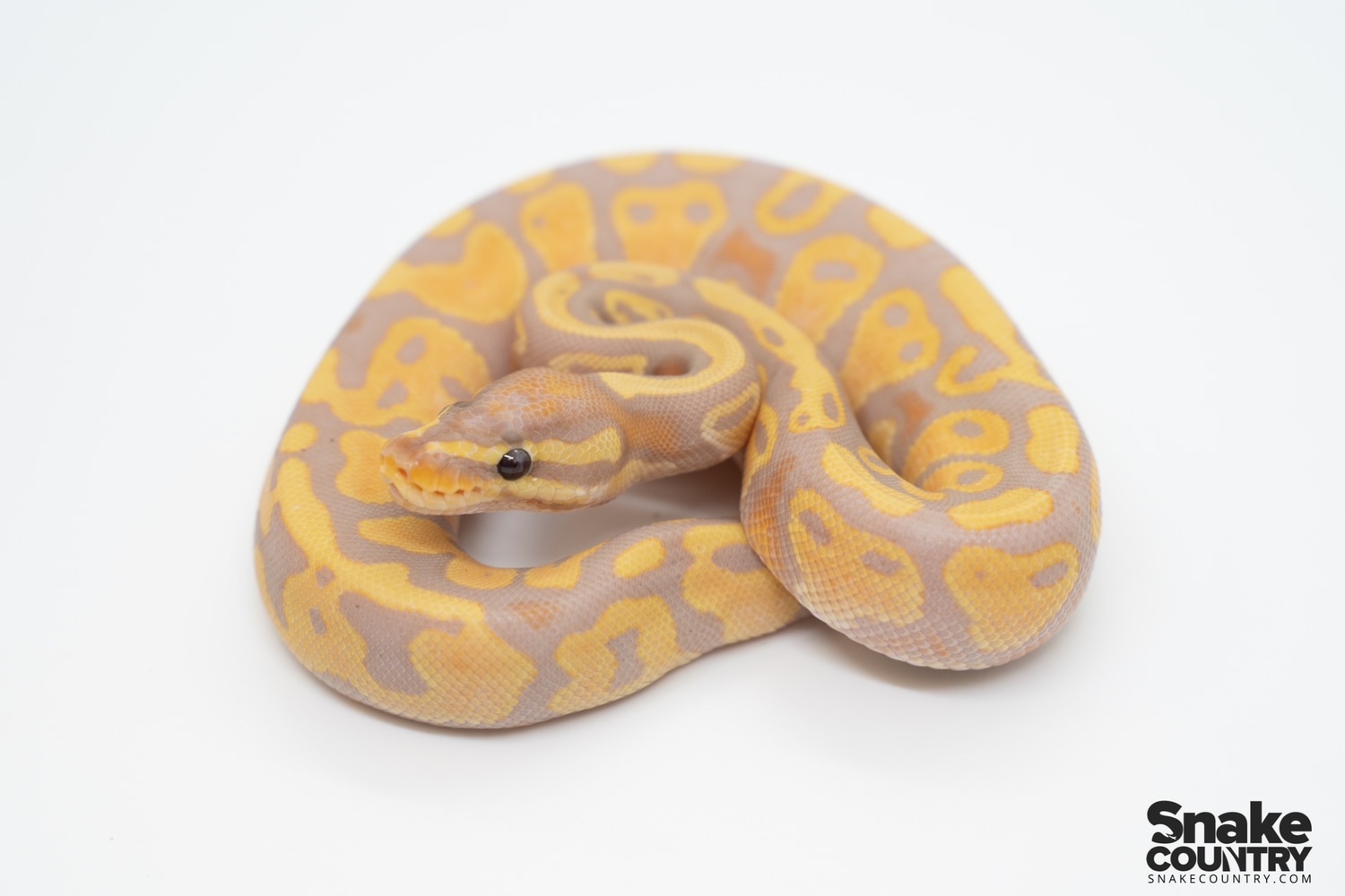 Banana 100 Het Pied 50 Het Albino Ball Python by Snake Country MorphMarket