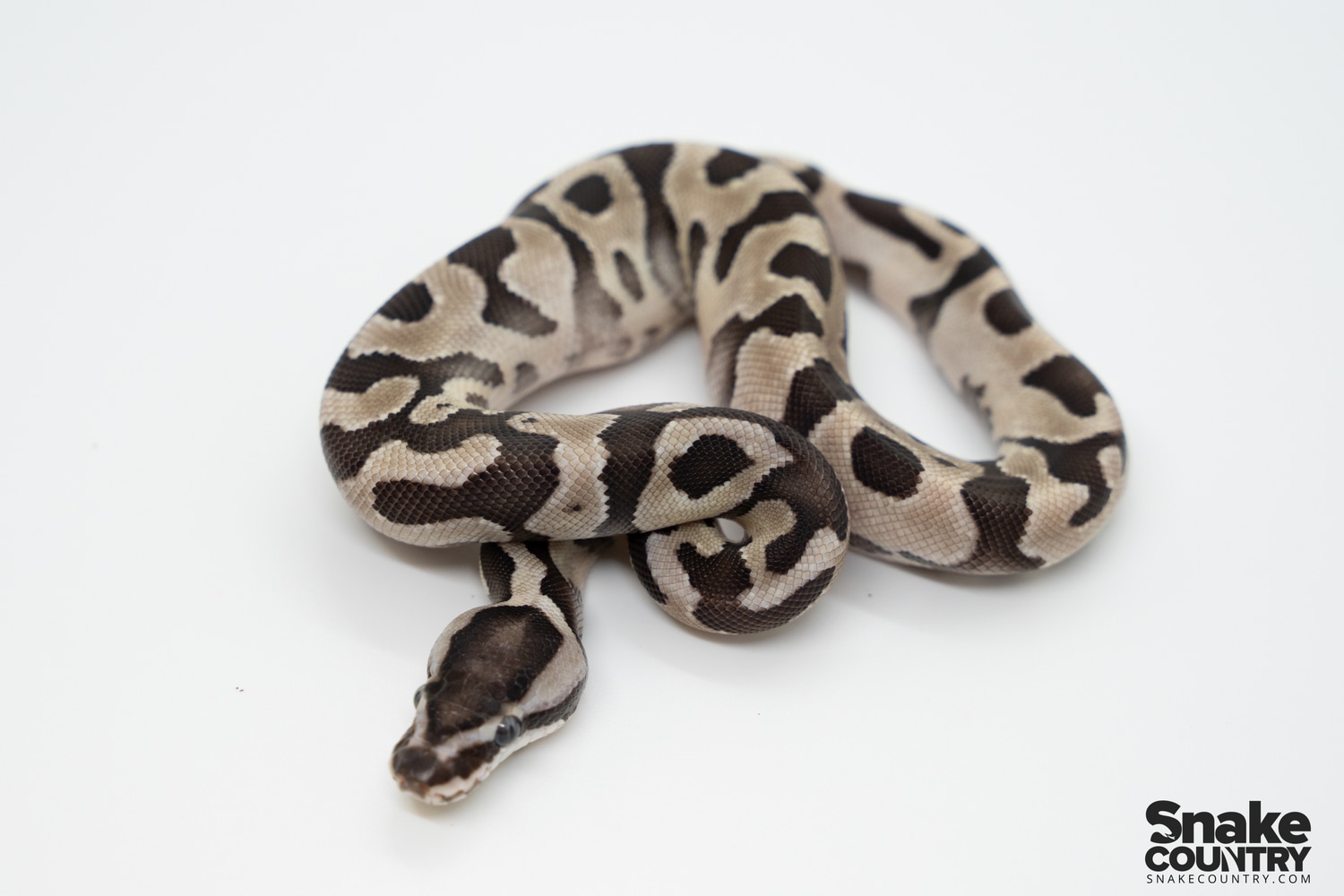 Enchi SK Axanthic Ball Python by Snake Country - MorphMarket