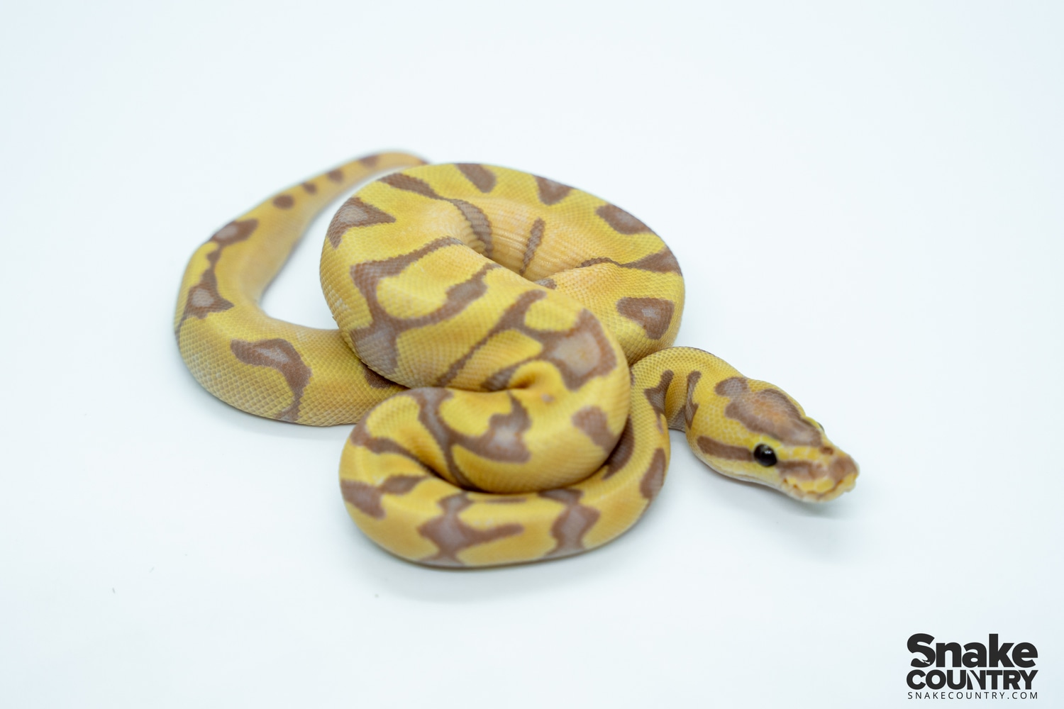 Super Enchi Banana Ball Python by Snake Country - MorphMarket