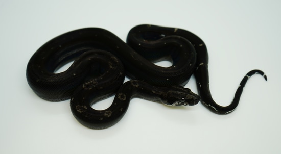 Black Devil Boa Constrictor by Snake Country