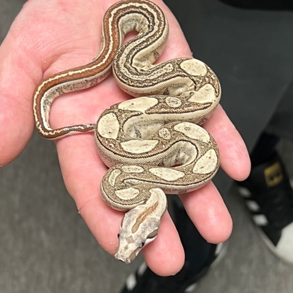 Fire IMG Labyrinth Het VPI Boa Constrictor