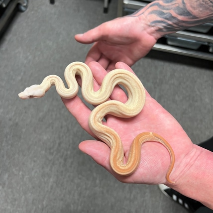 Pastel Dream VPI Fire Keywest Motley Jungle Boa Constrictor