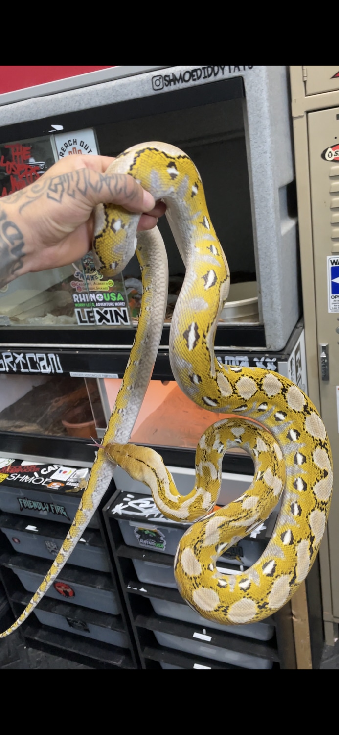 Kalatoa Super Dwarf Reticulated Python by ShmoeDiddy - MorphMarket