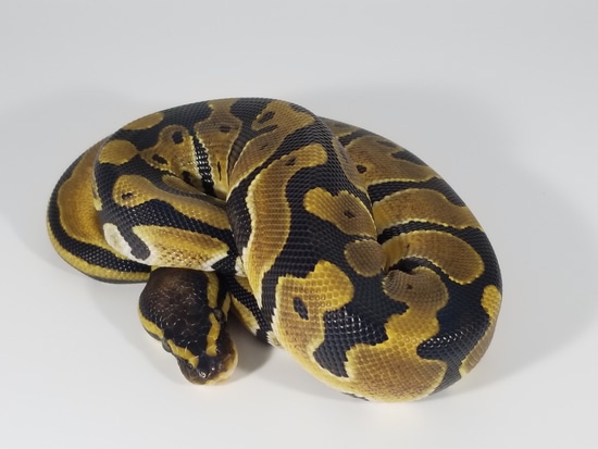 Normal Het Pied Ball Python by Sideshow Serpents