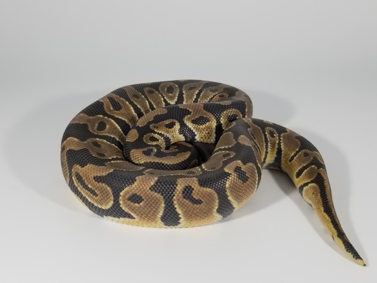 Normal Het Pied Ball Python by Sideshow Serpents