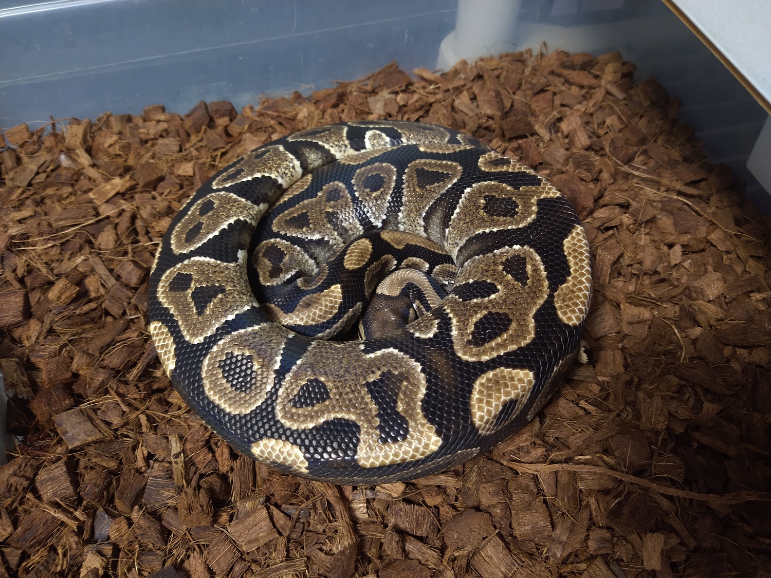 Gravel Ball Python by Shocking Exotics Reptiles MorphMarket
