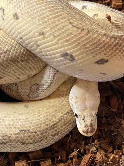 Killer Clown Ball Python by Luxury (Luxe) Reptiles, LLC