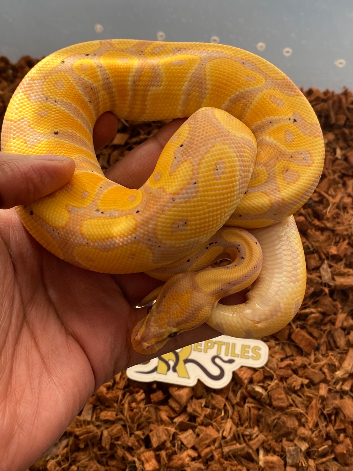 Banana DH Clown Pied Ball Python by Luxury (Luxe) Reptiles, LLC ...