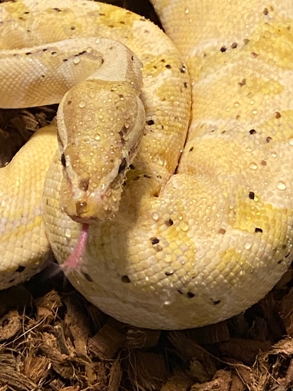 Proven Breeder Banana Het Pied Ball Python by Luxury (Luxe) Reptiles, LLC