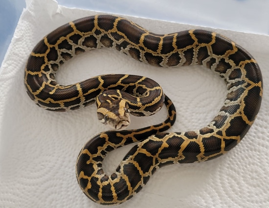 Normal Het Albino 66% Het Labyrinth Burmese Python by Shotts Reptiles