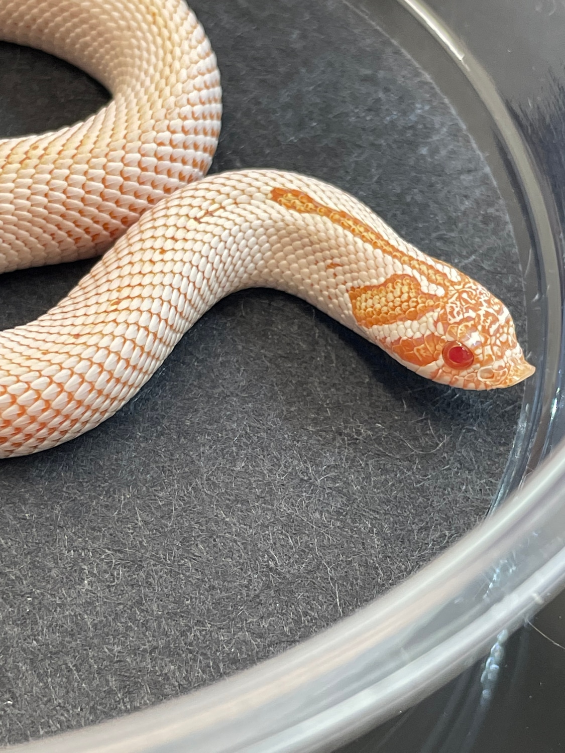 Super Conda Arctic Albino H. 66% Sable Western Hognose by Shovenose82 ...