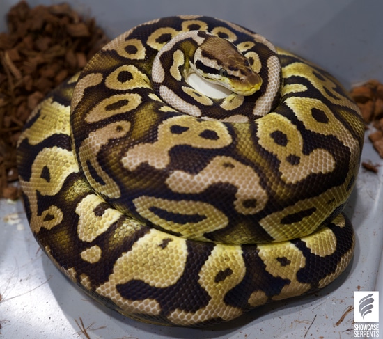 Proven Pastel Vanilla Het Clown Het Desert Ghost Ball Python by ...