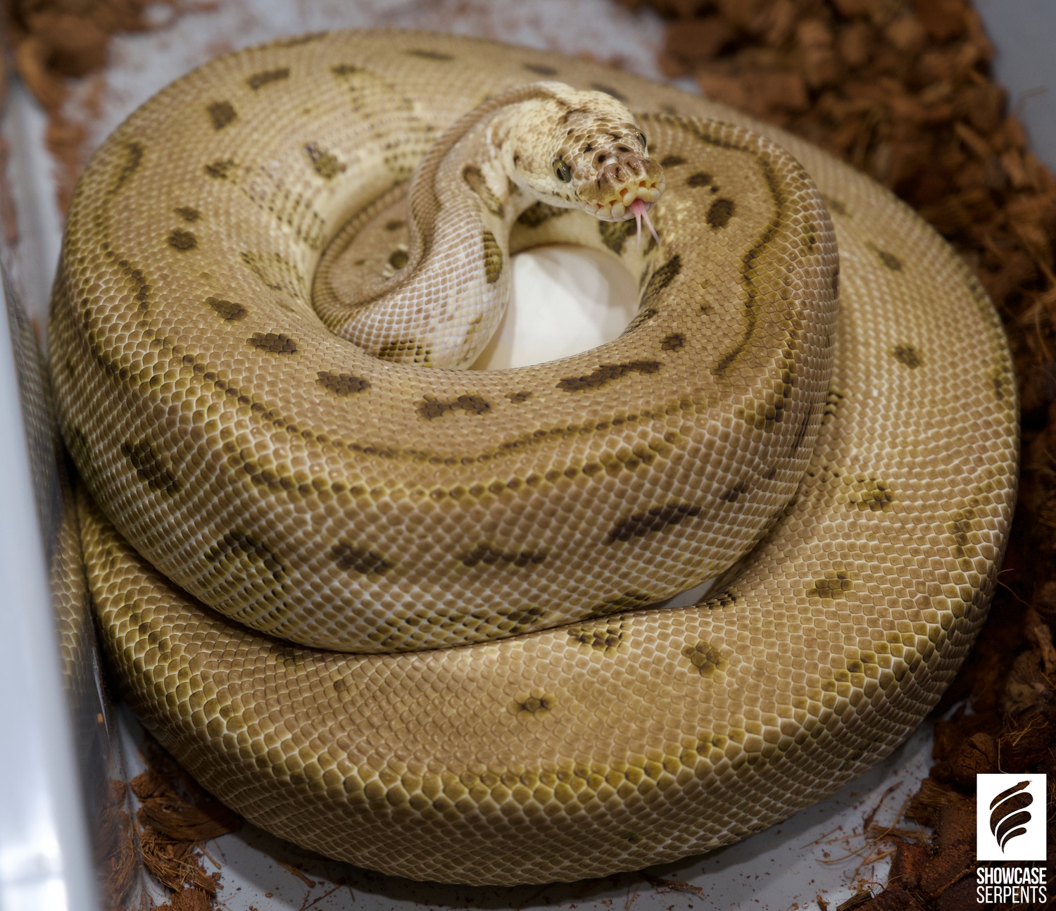 Proven Breeder Pastel Leopard Spotnose Clown Ball Python by Showcase ...