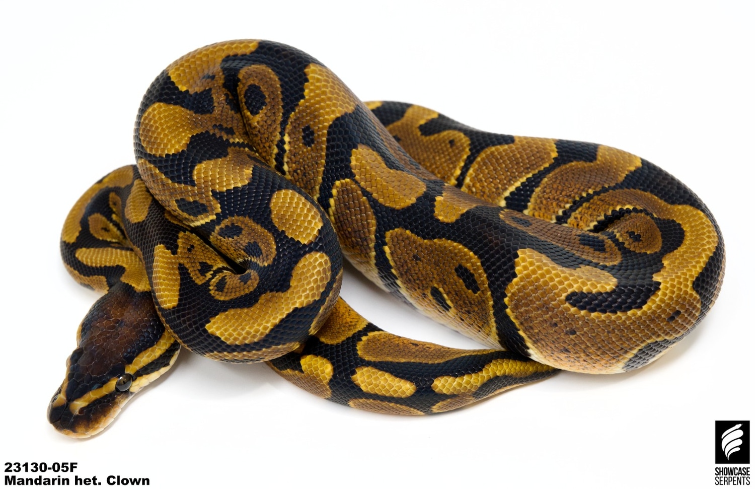 Nr Madarin Het Clown Ball Python by Showcase Serpents - MorphMarket