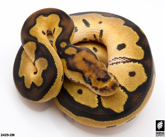 Fire Clown Het Desert Ghost Het Genetic Stripe Ball Pythons