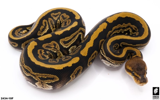 Mahogany Dbl Het. Monarch Clown Ball Python by Showcase Serpents
