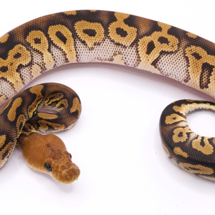 Mahongany Clown Het. Monarch Ball Python