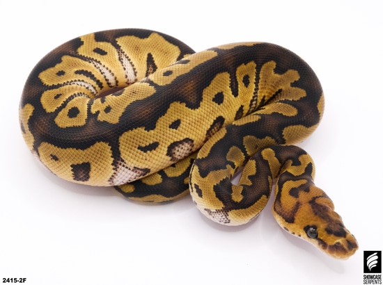 Clown Het Monarch Ball Python by Showcase Serpents
