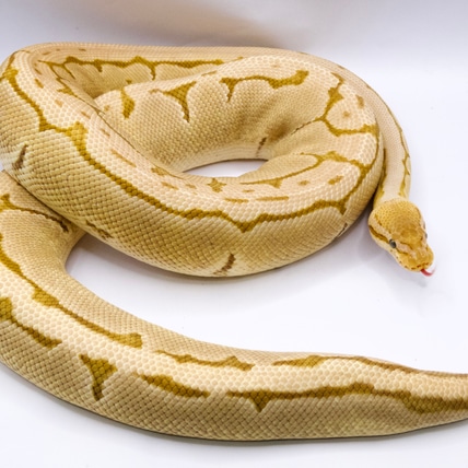 Pastel Pinstripe Enchi Monarch Ball Python