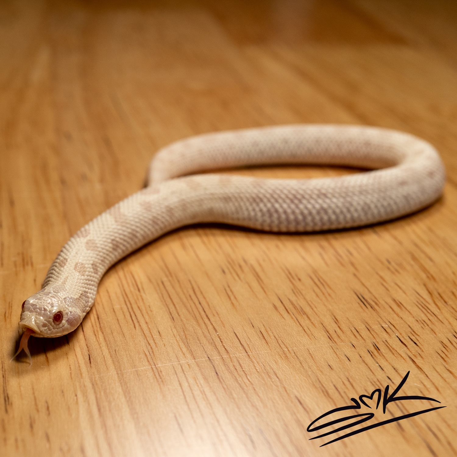 Yeti Western Hognose by SMK MorphMarket