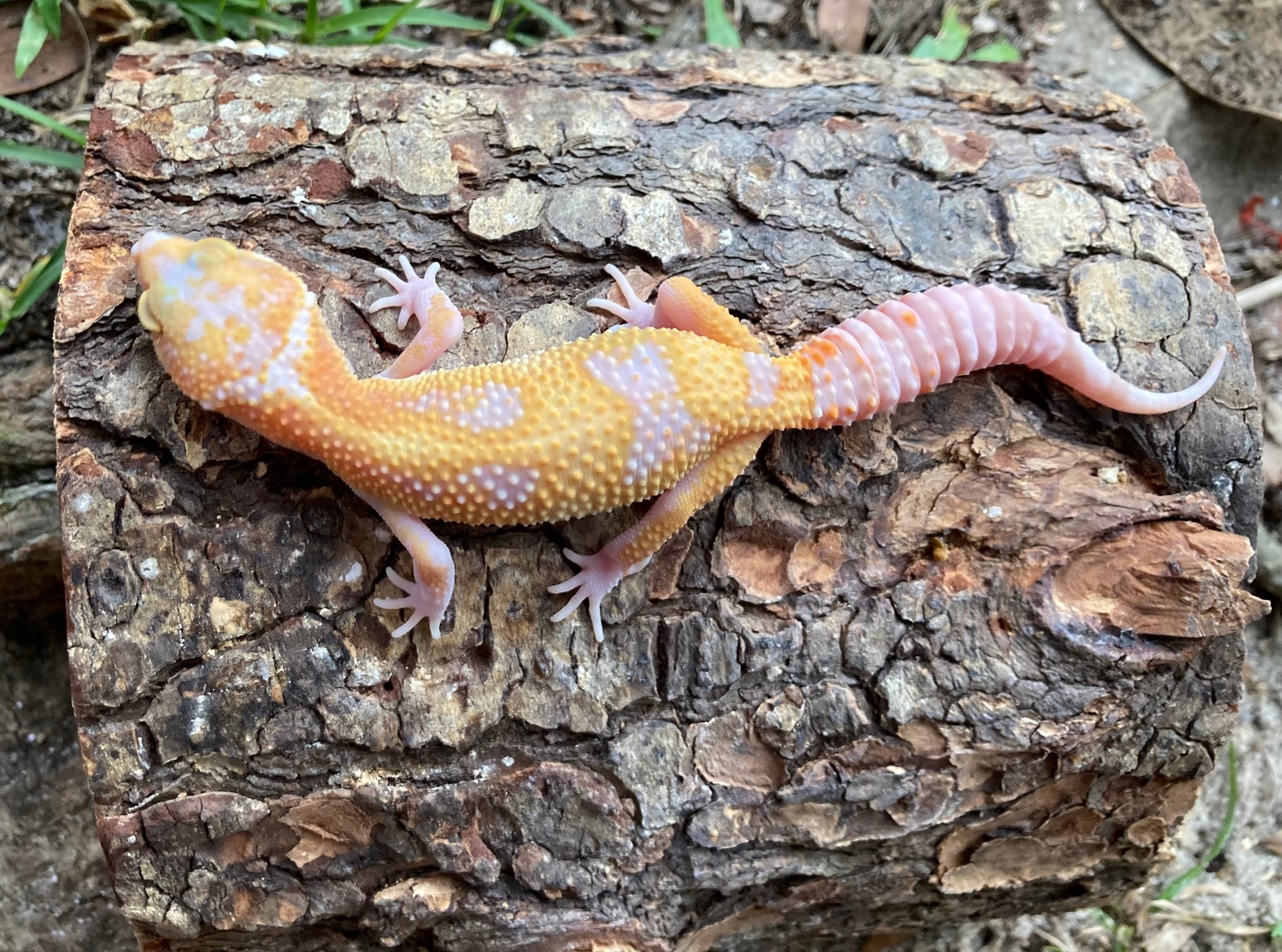 W/Y GProject Tangerine Tremper Leopard Gecko by Safari Geckos MorphMarket