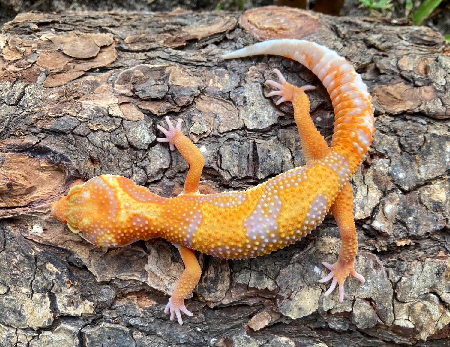 Mandarin Tangerine Tremper Leopard Gecko by Safari Geckos MorphMarket