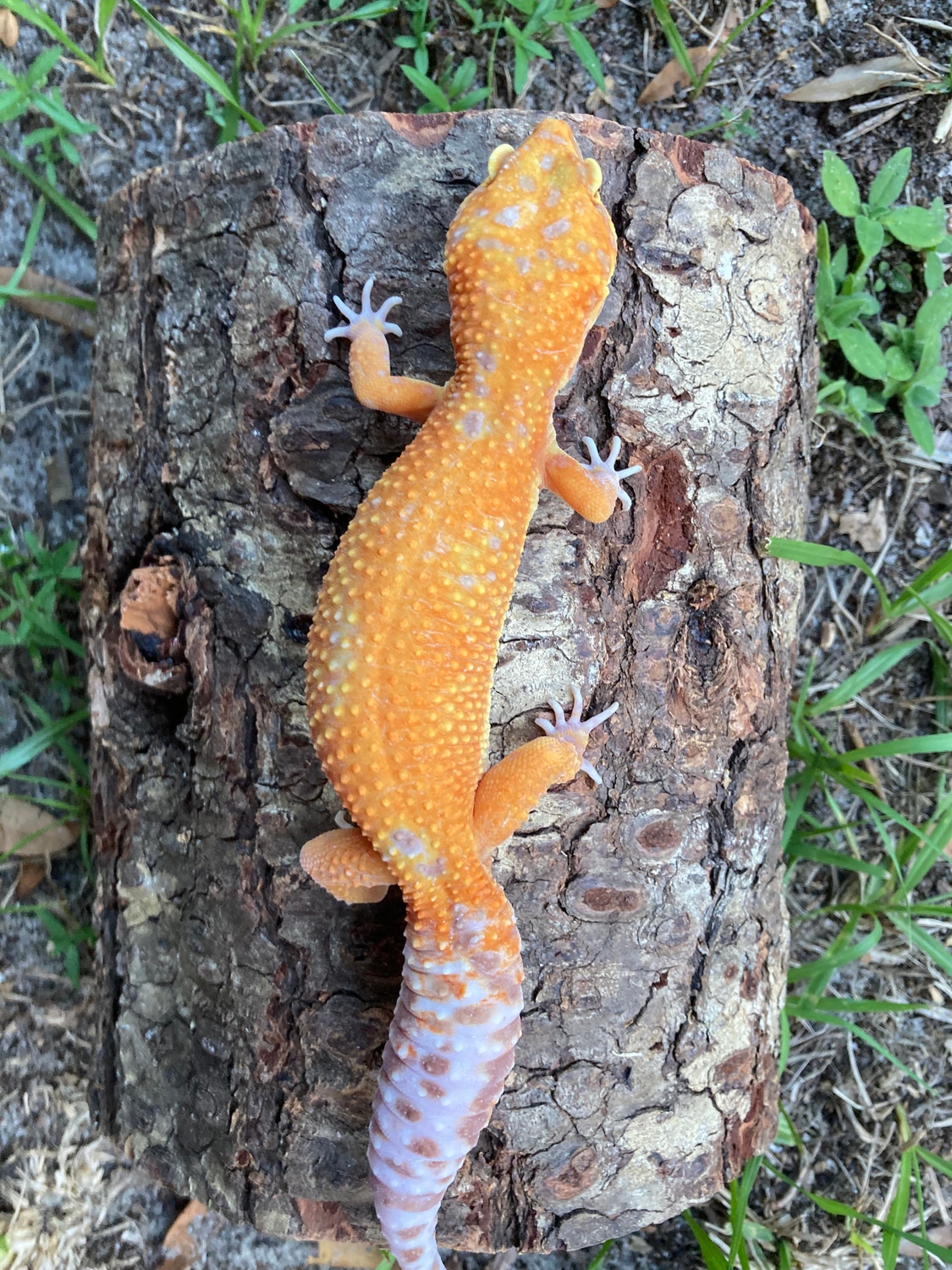 Mandarin Tangerine Tremper Leopard Gecko by Safari Geckos MorphMarket