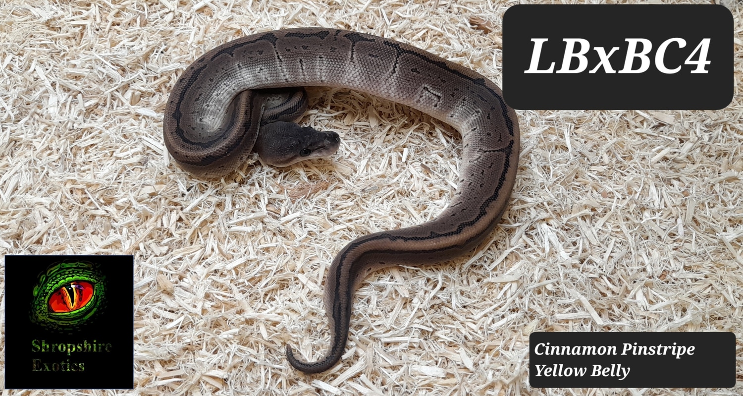 Cinnamon Pinstripe Yellow Belly Ball Python by ShropshireExotics.co.uk