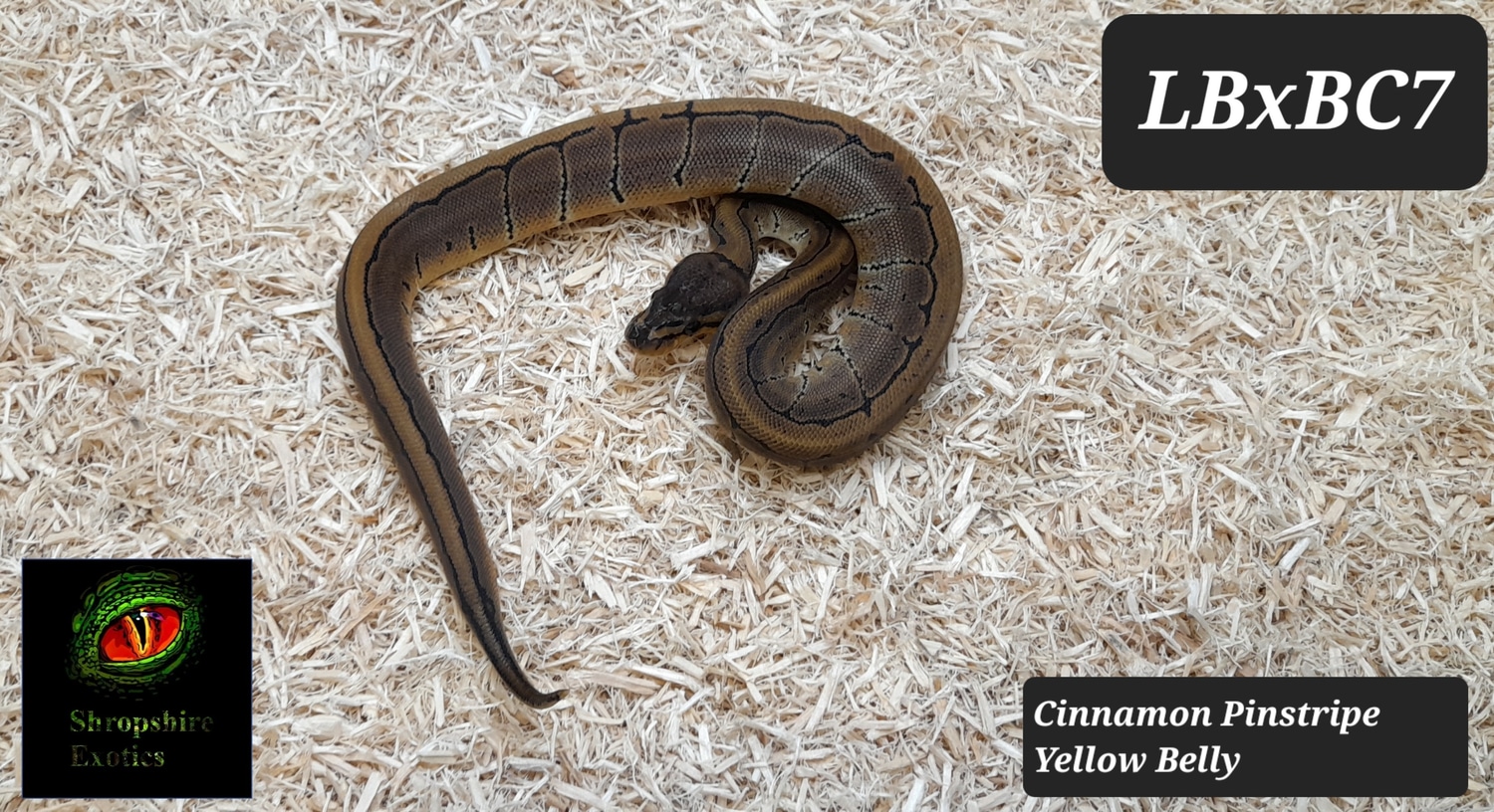 Cinnamon Pinstripe Yellow Belly Ball Python by ShropshireExotics.co.uk