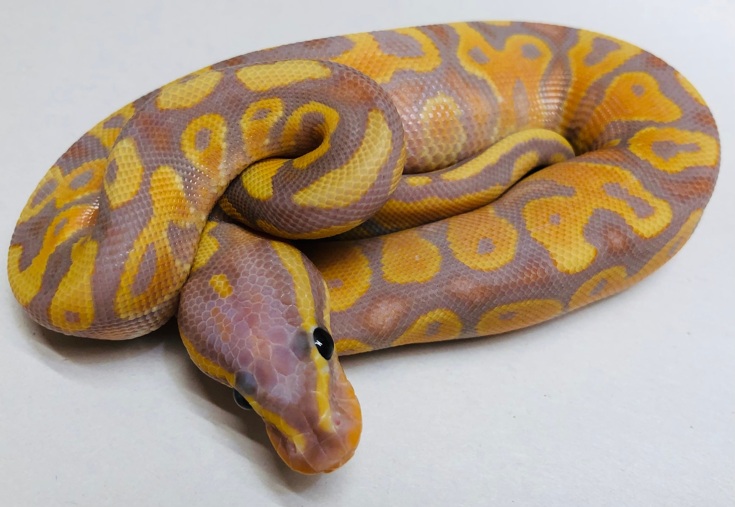 Banana Het Ghost Pos YB Ball Python by SickPython MorphMarket