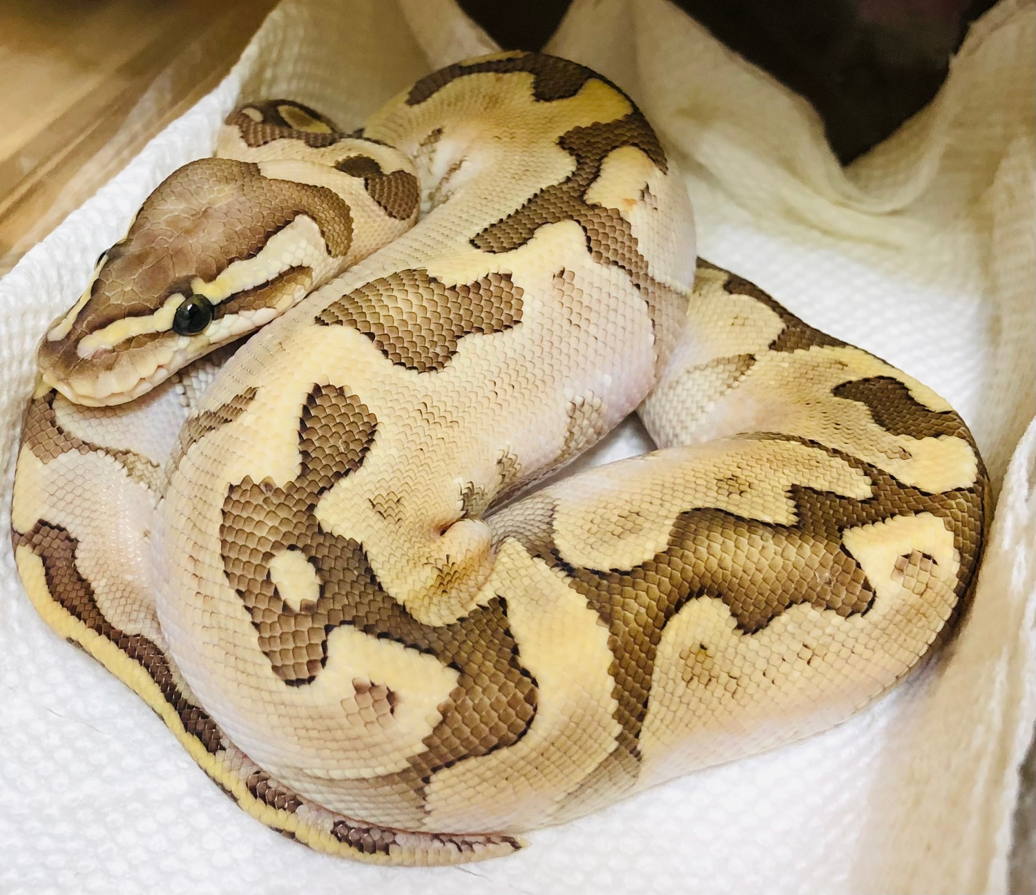Enchi Bamboo Ball Python by SickPython - MorphMarket