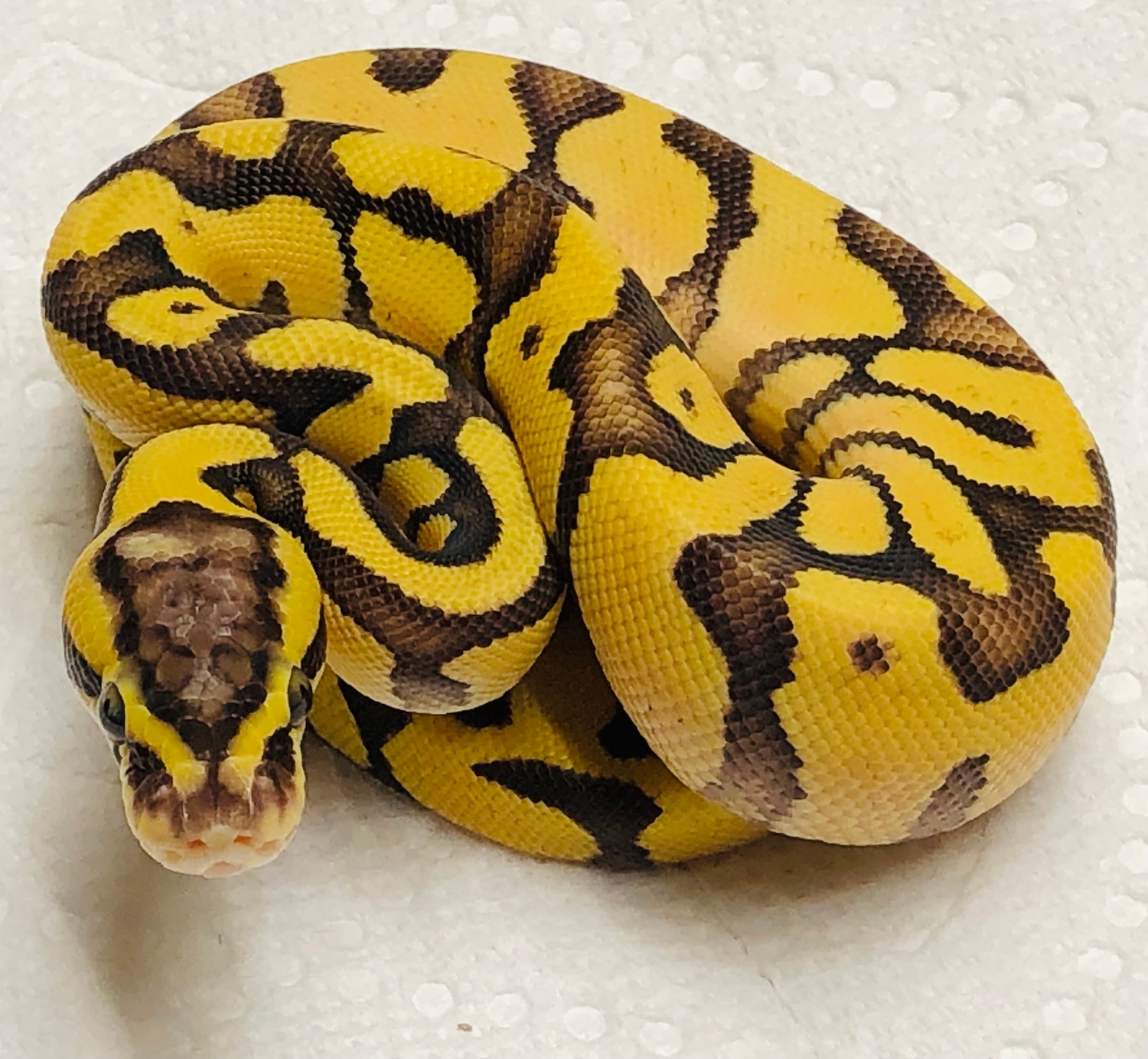 Pastel Enchi Fire Or Vanilla Ball Python by SickPython MorphMarket