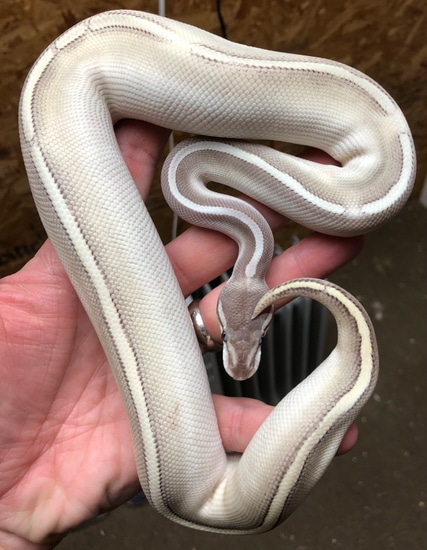Purple Passion Ball Python by SickPython